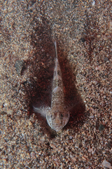 Favonigobius