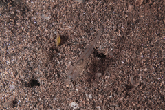 Gobiopterus semivestitus