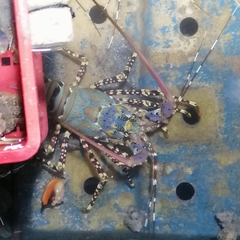 Panulirus ornatus