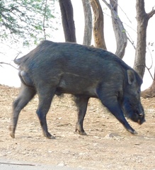 Sus scrofa