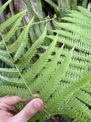 Deparia prolifera