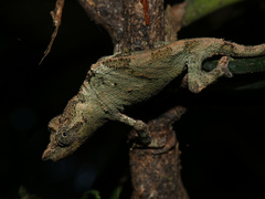 Rhampholeon marshalli