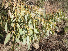 Eucalyptus gunnii
