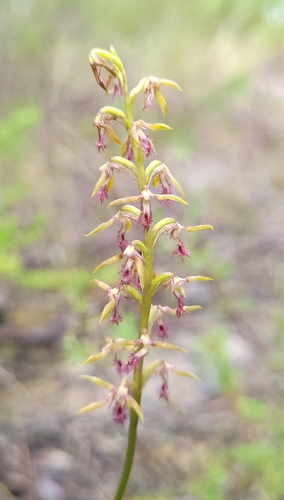 Image of Genoplesium fimbriatum by (c) Eamonn Culhane, some rights reserved (CC BY)