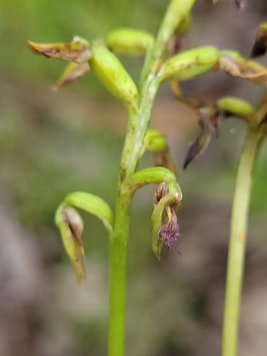 Image of Genoplesium fimbriatum by (c) Eamonn Culhane, some rights reserved (CC BY)