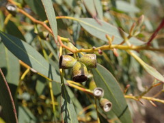 Eucalyptus gunnii