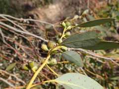 Eucalyptus gunnii