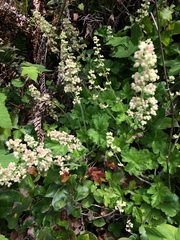 Heuchera pilosissima