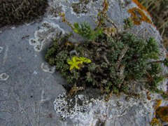 Sedum urvillei