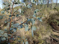 Eucalyptus gunnii