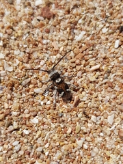 Corrhenes crassicollis