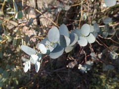 Eucalyptus gunnii