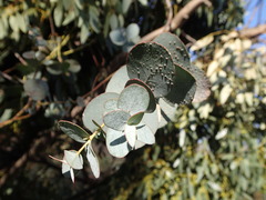 Eucalyptus gunnii