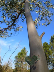Eucalyptus gunnii