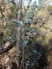 Eucalyptus gunnii