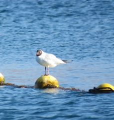 Chroicocephalus ridibundus