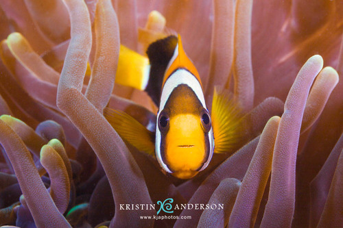 Clark's Anemonefish, Exmouth, WA, Australia, photo 7 of 10