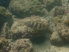 Epinephelus bleekeri