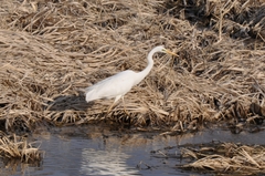 Ardea alba