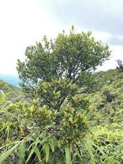 Syzygium sandwicense