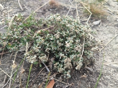 Spyridium cinereum