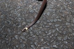 Cacophis harriettae