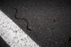 Cacophis harriettae