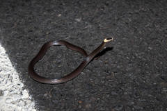 Cacophis harriettae