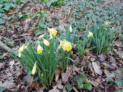 Narcissus pseudonarcissus