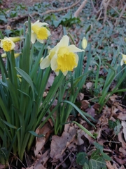 Narcissus pseudonarcissus