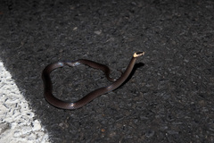 Cacophis harriettae