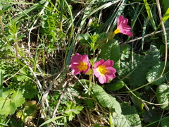 Primula × polyantha