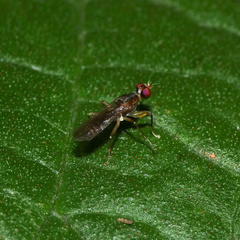 Teloglabrus vumbensis