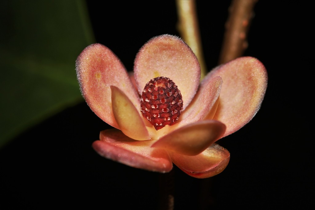 Kadsura japonica (Kadsura japonica)