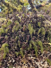 Hymenophyllum lanceolatum
