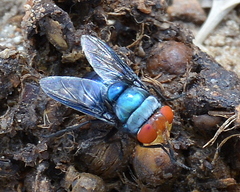 Chrysomya marginalis