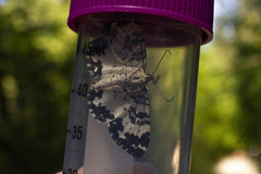 Rheumaptera hastata