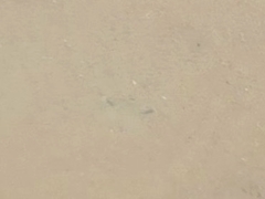 Matuta