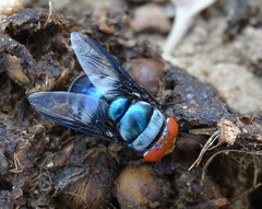 Chrysomya marginalis