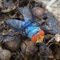 Chrysomya marginalis