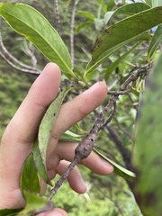 Merimnetria homoxyla
