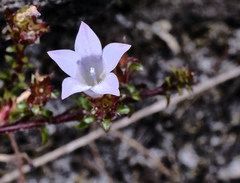 Roella decurrens