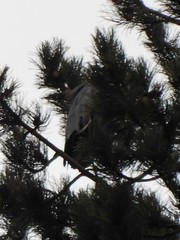 Ardea cinerea