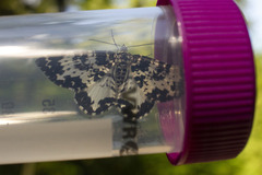 Rheumaptera hastata