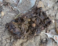 Chrysomya marginalis