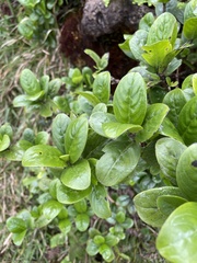 Kadua