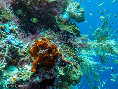 Antennarius maculatus