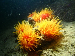 Dendrophyllia arbuscula