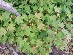 Acer pseudosieboldianum