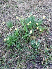 Narcissus pseudonarcissus